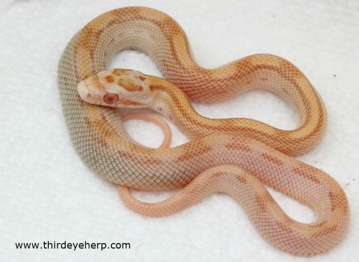 Butter Motley Corn Snake